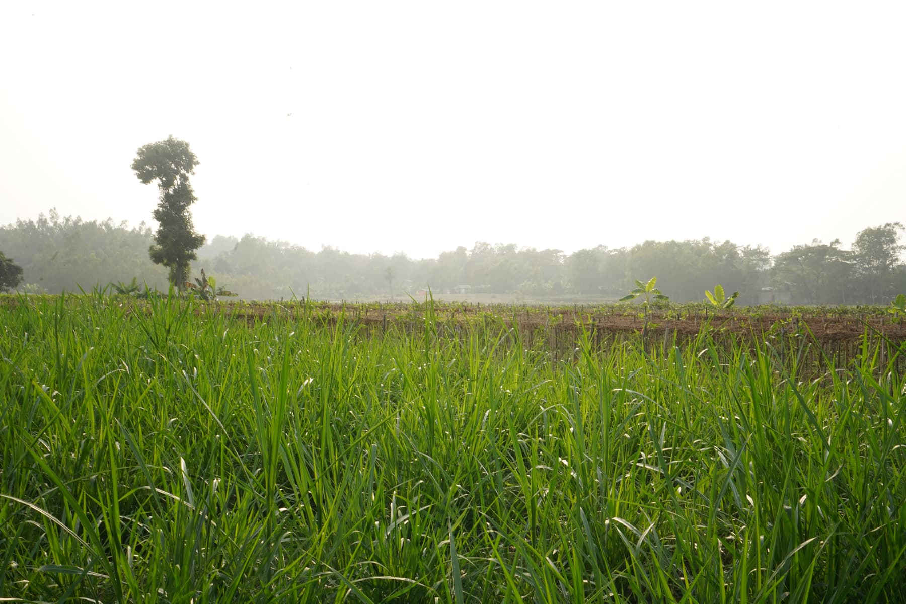 Master Plan Gallery Image 2