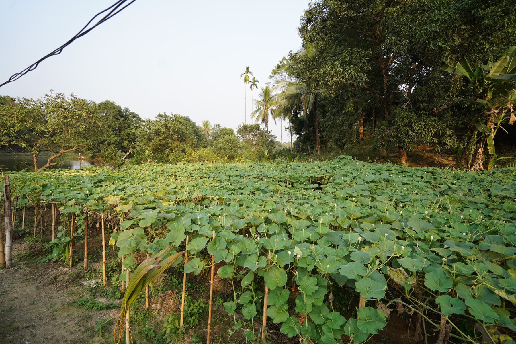 Master Plan Gallery Image 8