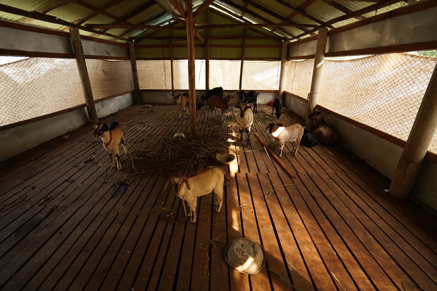 Goat Farming
